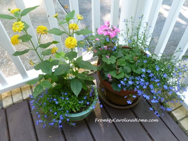 Early Morning June Garden ~ From My Carolina Home