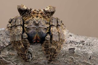 Big-Headed Bark Spider (Caerostris sp.) - ESC_0600