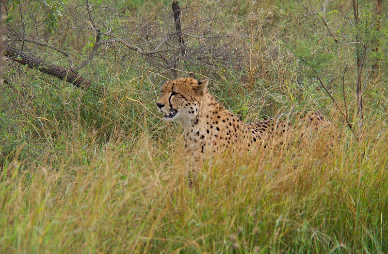 KRUGER: De Skukuza a Satara. Entre ornitólogos y guepardos - Por el norte de SUDÁFRICA. Montañas, playas, fauna y sus gentes (12)