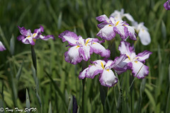 Prime time for iris flower in Koishikawa Korakuen
