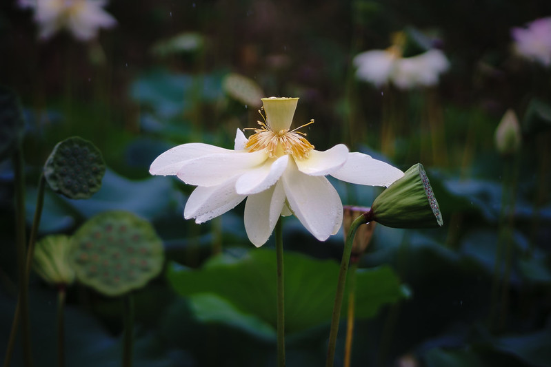Lotus flower-4