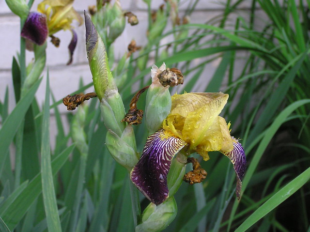 Iris germanica cv.