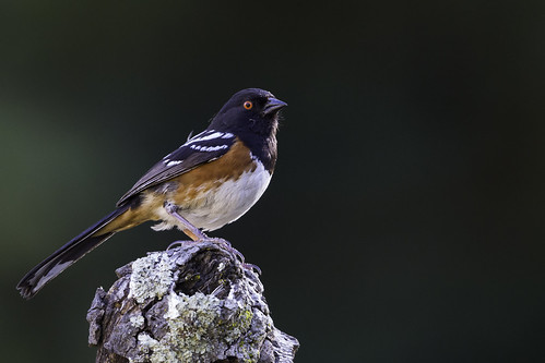 Spotted Towhee (606_8729-1)