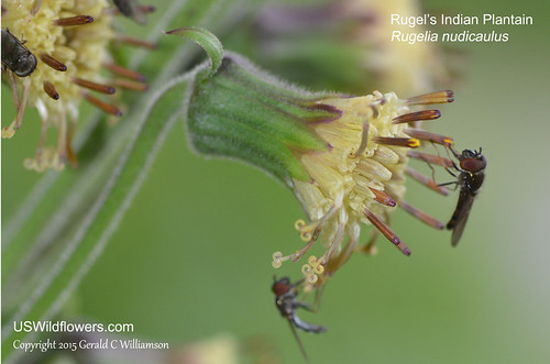Rugelia, Rugel’s Indian Plantain, Rugel’s Ragwort, Winter Well - Rugelia nudicaulis