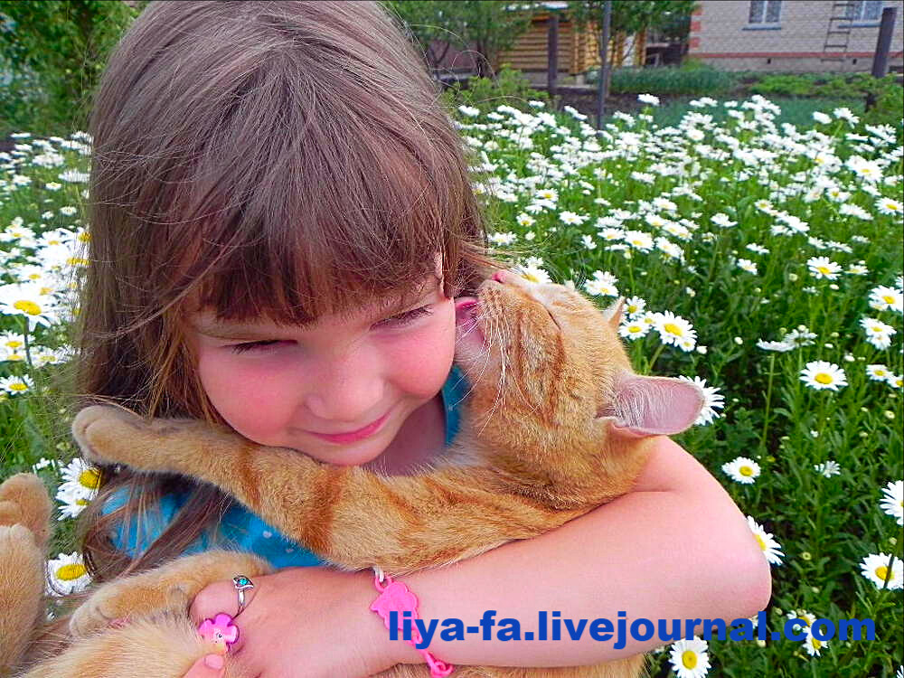 Дочь Эмилия, кот Рыжик и поляна ромашек:) 