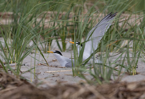 Male Least Tern delivering a fish.