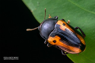 Pleasing fungus beetle (Amblyopus vittatus) - DSC_1892