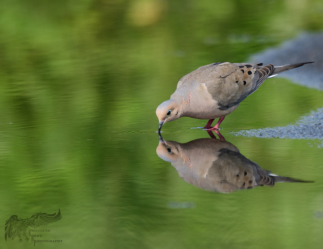 Mourning Dove 7_7