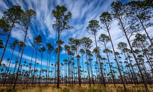 "Tree Line" The Okefenokee National Wildlife Refuge covers a surprisingly large area in southeastern Georgia. A beautiful place to wander and explore. Take your camera along, you won't be disappointed...