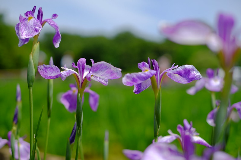 Iris 花菖蒲