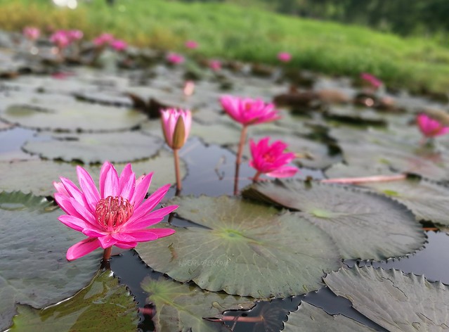 huawei p9 water lilies