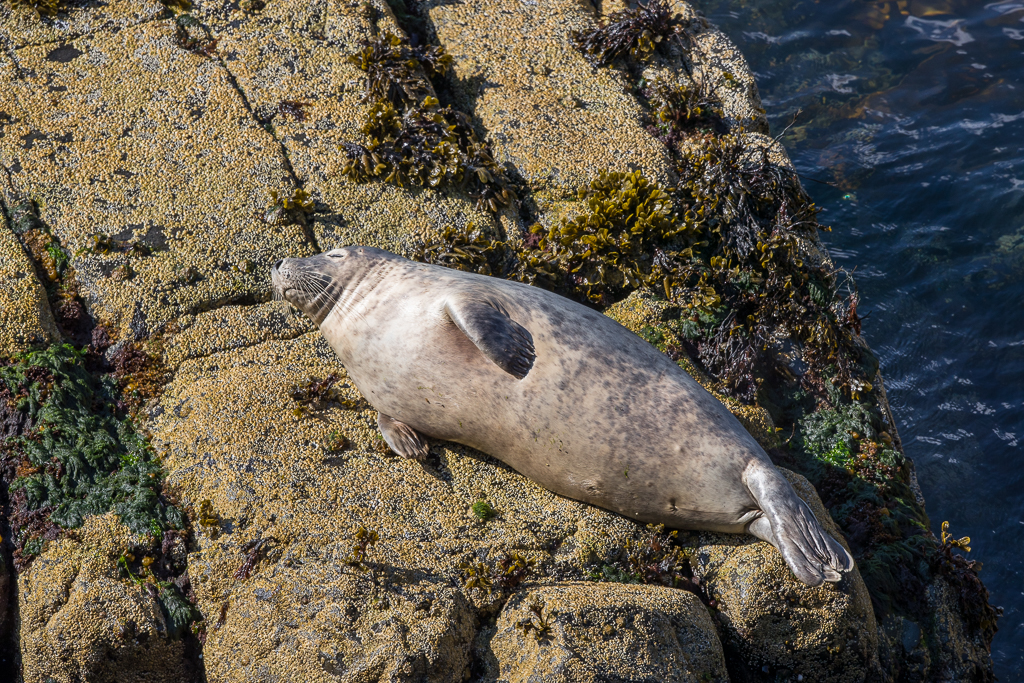 Grey Seal  Isle of May,Scotland 2016