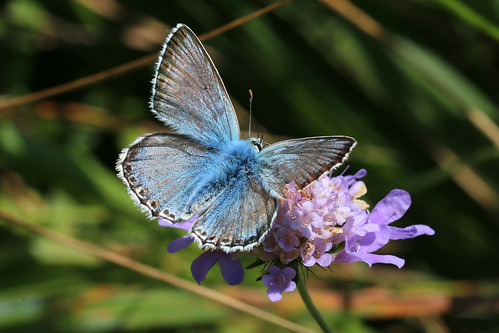 Chalkhill Blue Polyommatus coridon