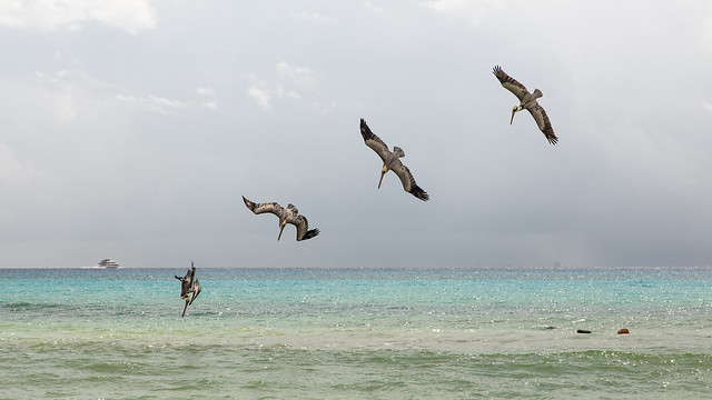 Synchronized Diving Pelican Style