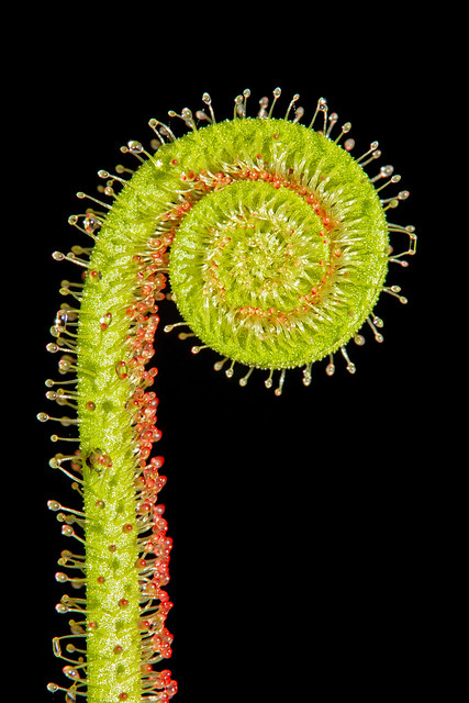 Drosera filiformis (carnivorous plant)