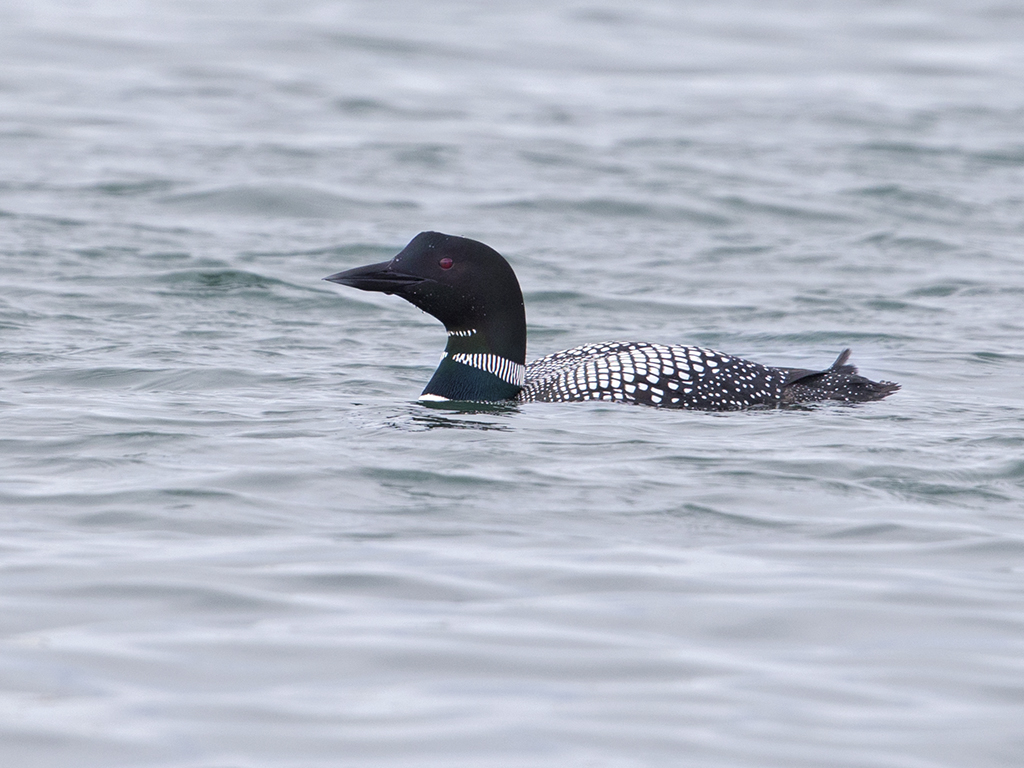 Great Northern Diver      Iceland