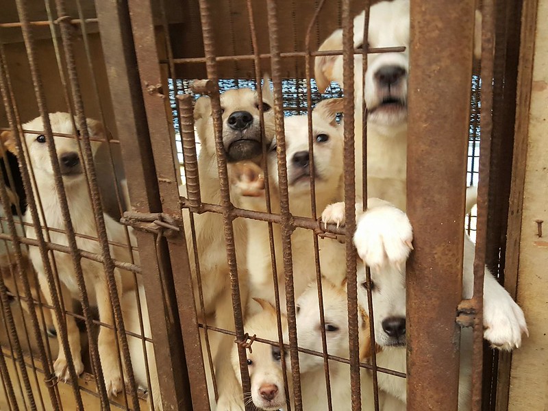 Major Victory! Another dog farm shutting down and 300 puppies to be saved by the Nami Kim Team.