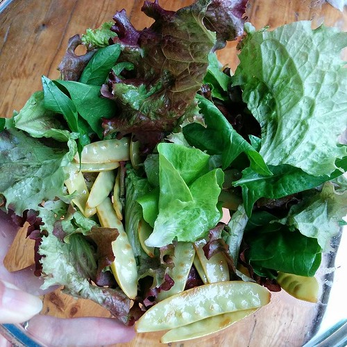 A salad from our garden! I pulled a few small lettuces that were too close together - Tom Thumb and Lolla Rossa - and there were a few leaves of spinach too. And sautéed mangetout.