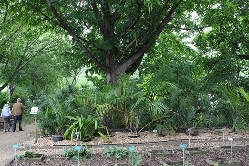 Collection de palmiers  (2)