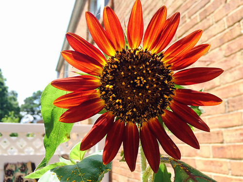 Ana's Sunflower (Close Up) (July 29 2015)