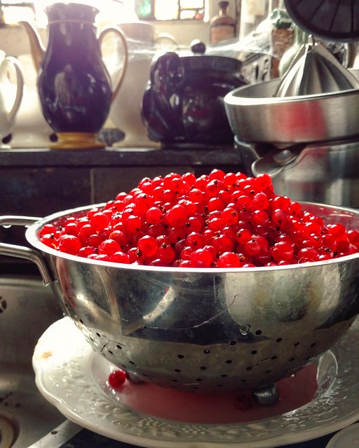 Washed red currant are ready for tomorrow's jam making
