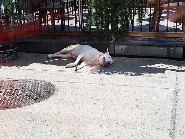 Dog in a heat wave