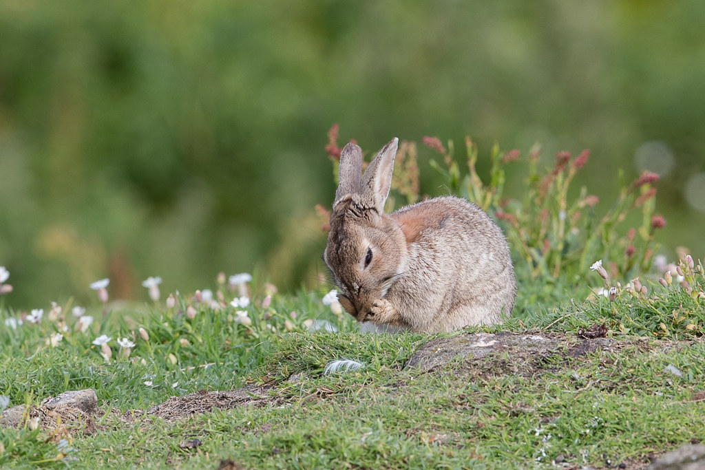 Rabbit  Isle of May,Scotland 2016