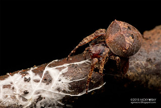 Orb web spider (Gibbaranea sp.) - DSC_3694