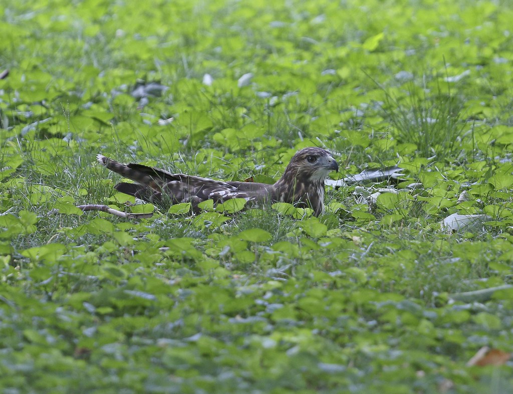 Hawk lounging in the grass