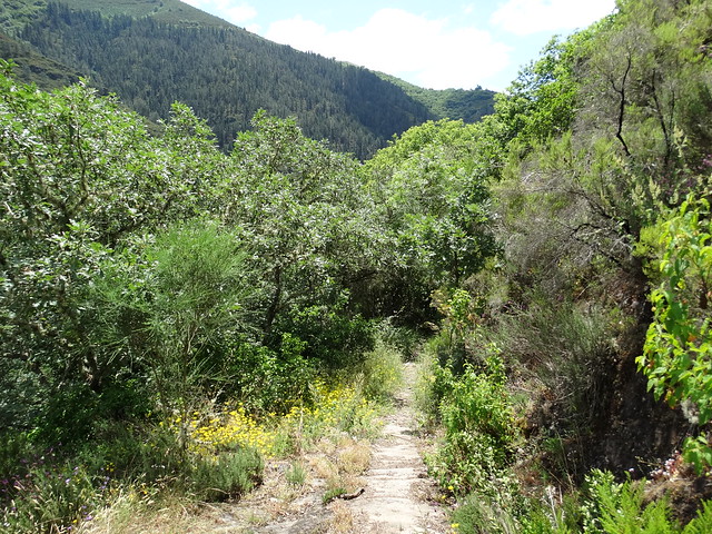 Sendero en el PR-G 193 Ruta do Val de Quiroga