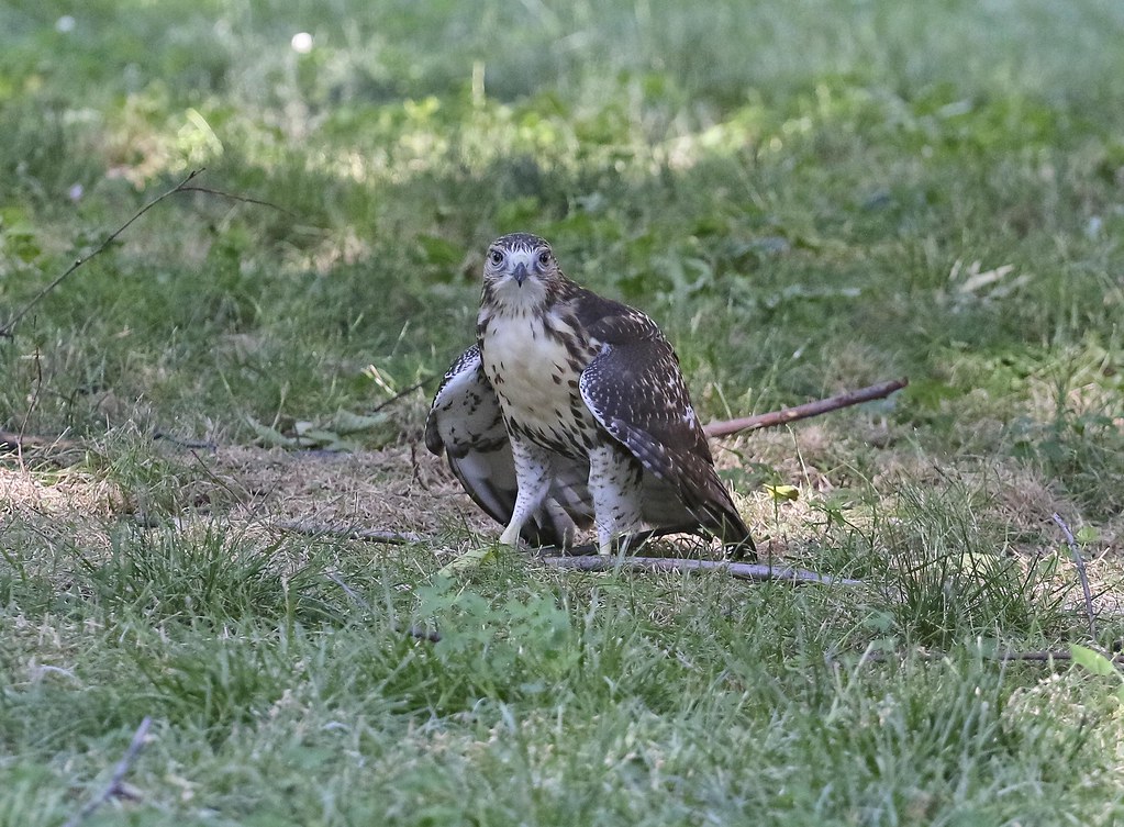 Tompkins Square fledgling playing with a stick