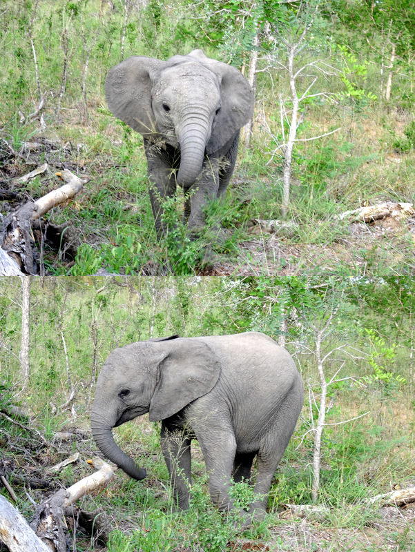 Lion Sands Safari Day 2- Baby Elephant
