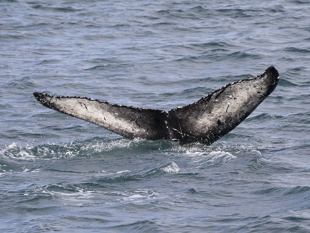 Humpback Whale     Iceland