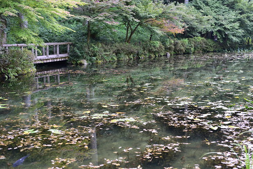 モネの池　岐阜関市　根道神社の池