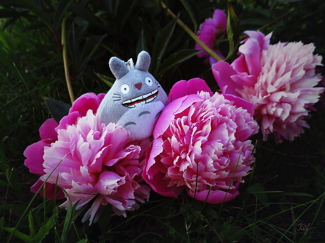 Day #167: totoro is admiring the peonies