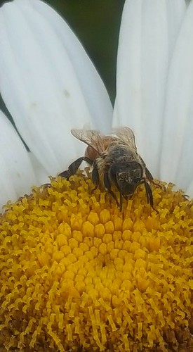 honey bee on daisy