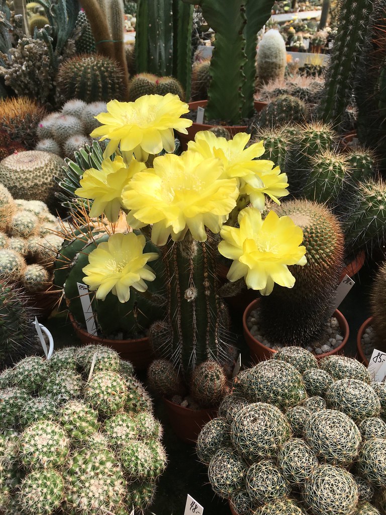 Ha-Ka-Flor - cactus et plantes grasses 28106950630_be197eb44f_b