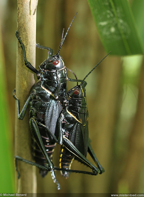 Mating Luber Grasshoppers