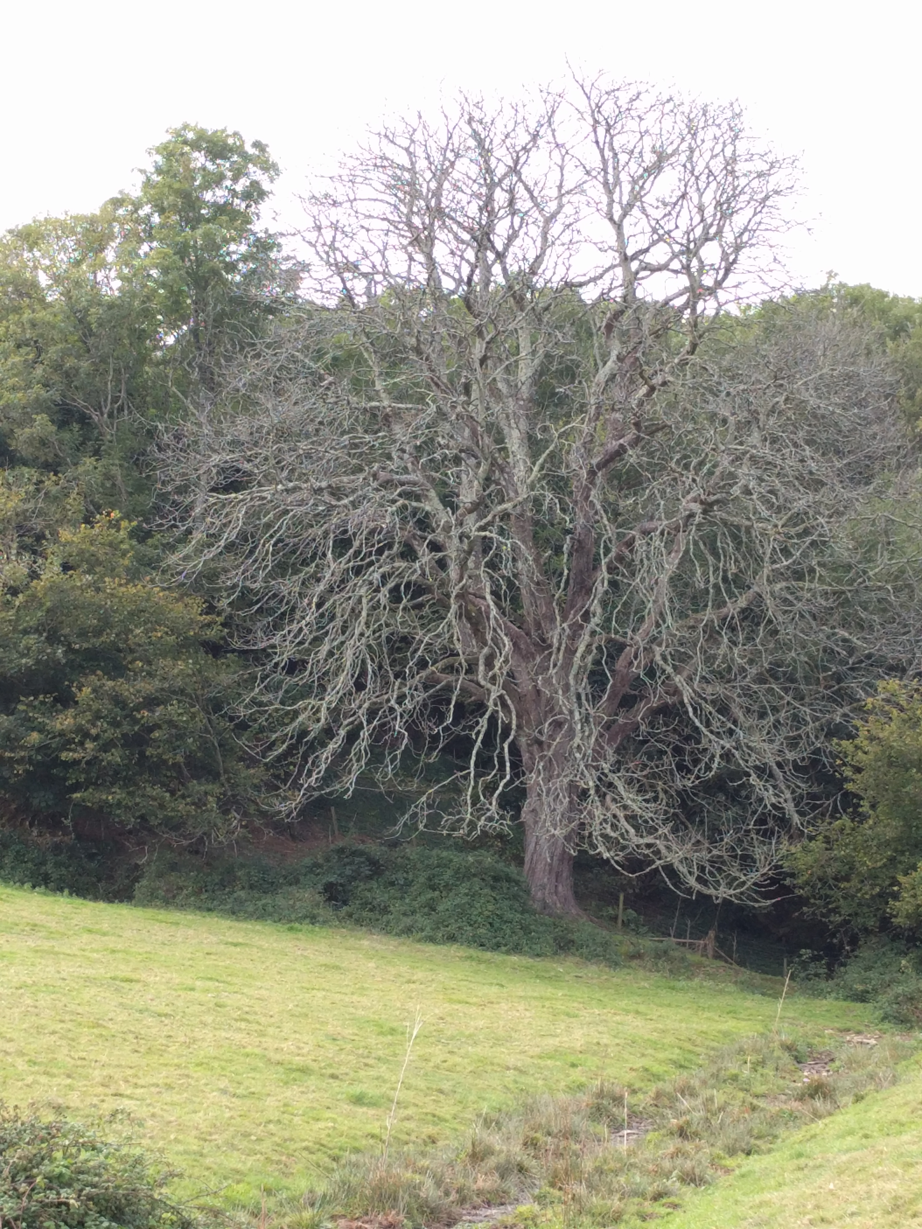 And the "Tree of the Walk" award goes to... #sh #DevonCoast2Coast #ErmePlymTrail