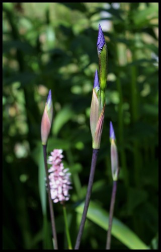 Iris x robusta 'Gerald Derby' (1)