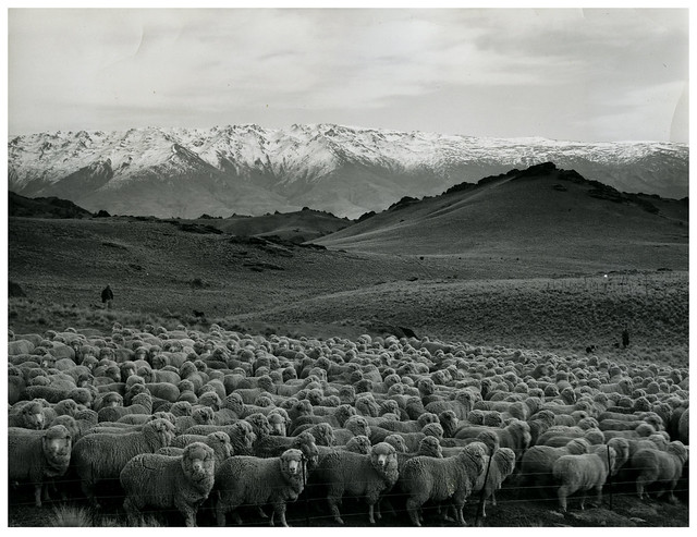 Sheep Mustering at Bendigo Station, Otago (1965)