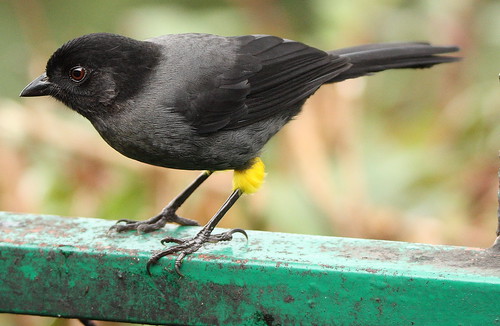 yellow thighed finch 3