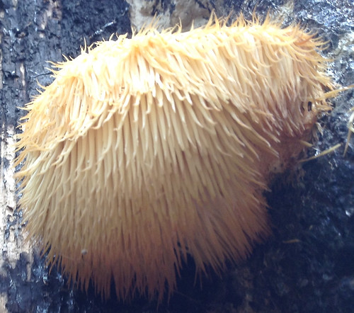 Mushroom - Lion's Main Hericium erinaceus