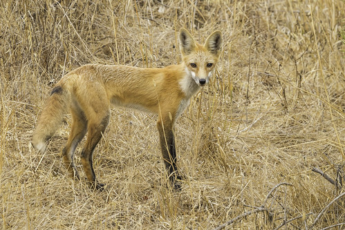 Red Fox (X68_4378-1)