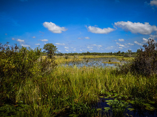 Lowcountry Unfiltered at Okefenokee-265