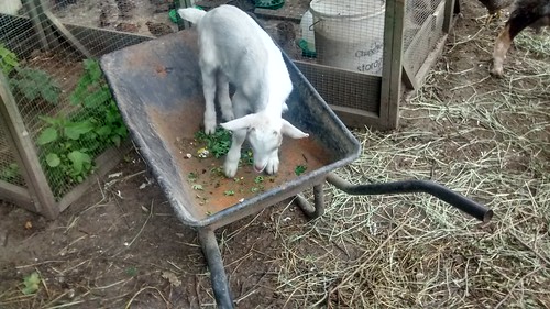 goat kid in wheelbarrow June 16 (3)
