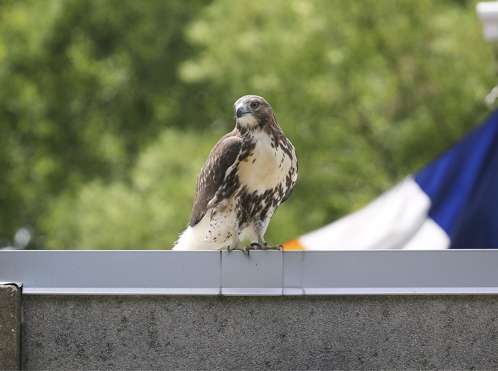 Fledgling hawk in Tompkins Square