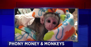 Phoney Money & Monkeys