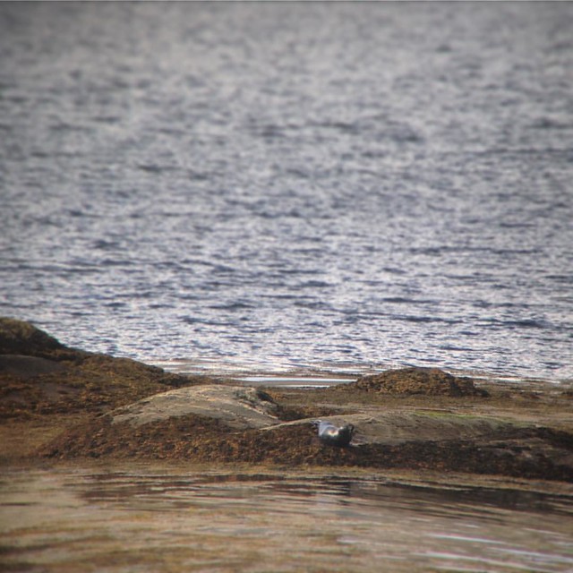 Common Seal at Garbh Eilean Wildlife Hide, Loch Sunart, Scottish Highlands  (Shot on an iPhone through a telescope, hence the wobbles!)  #scotland #lochsunart #scottishhighlands  #scottishscenery #garbheilean #sealoch #commonseals #scottishwildlife