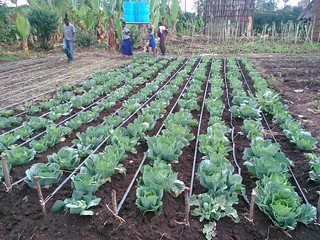 Drip irrigation in Lemo (Photo credit: ILRI/Z.Lema)